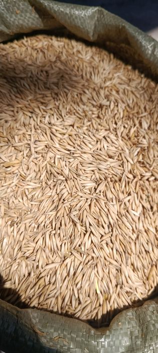 Qozogston Maxsulotlari 50 kg Alo sifatli%