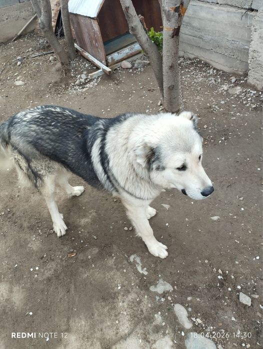 Алабай 1 годик спокойный