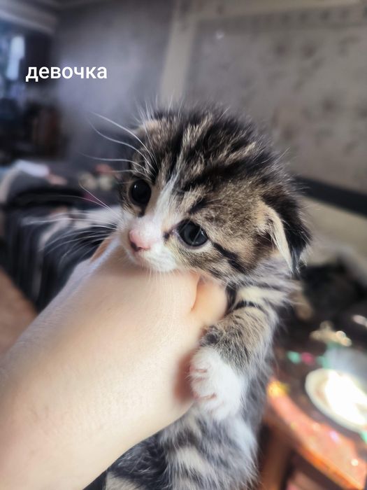Продам шотландских котят