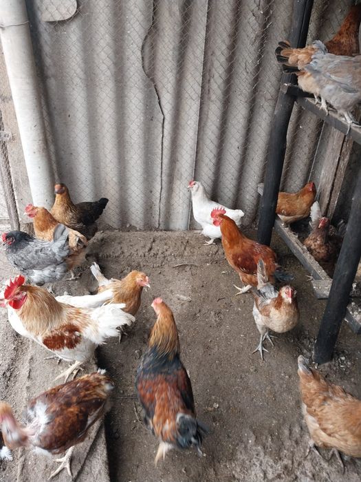 Продаются куры разных пород