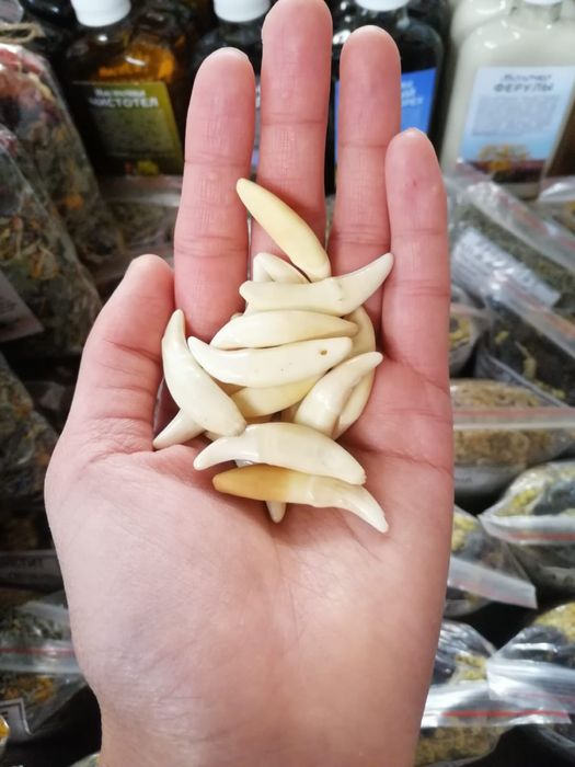 Қасқыр тіс оригинал,клык волка