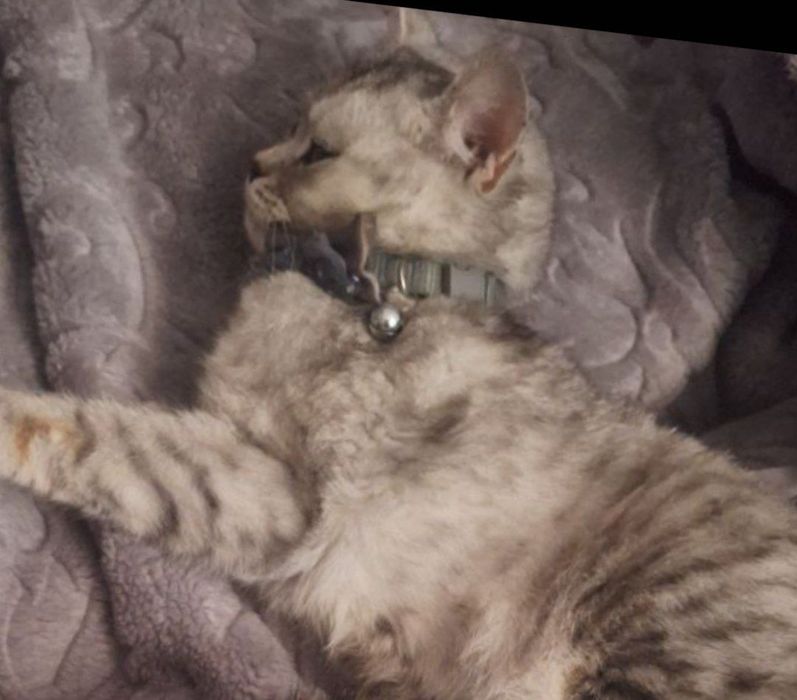 Продается Британская серебристая Шиншилла. Девочке 1 год