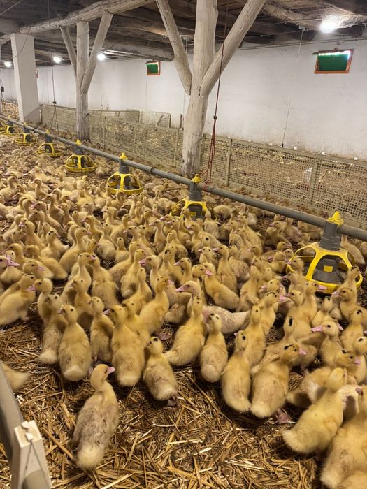 Vând pui albi de carne și pui rasă mixtă