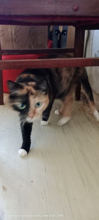 Отдам кошечку в добрые руки