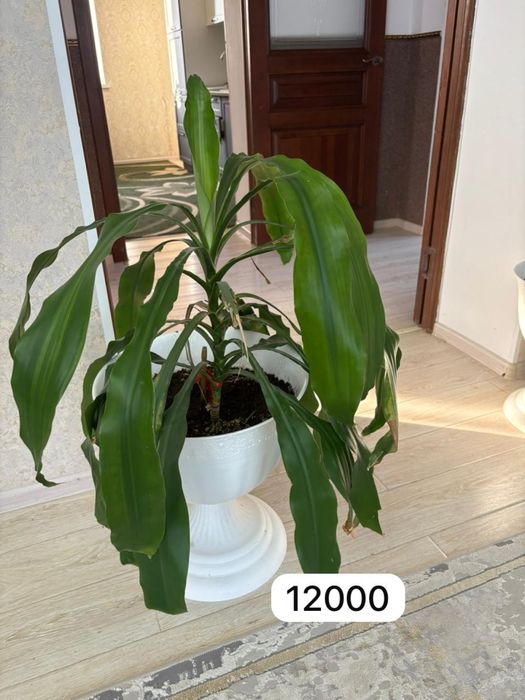 Продаю комнатные растения