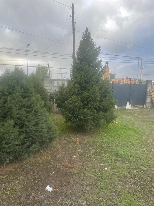 Продам ели, высокие, зеленые