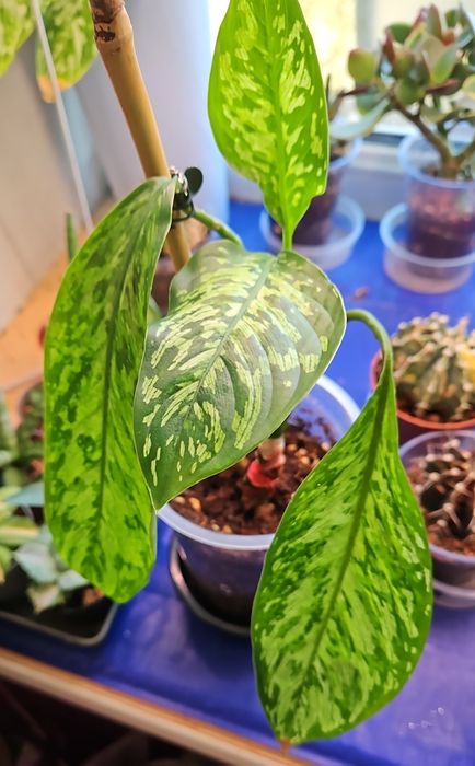 Продам комнатные растения