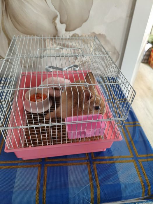 Продам кролика хороший