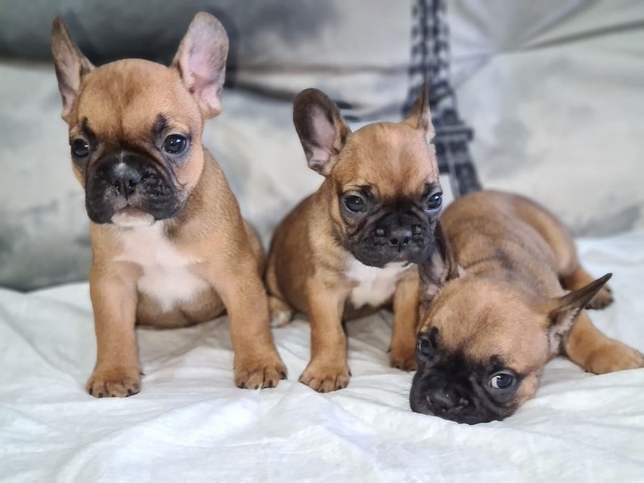 Продам щенков французского бульдога