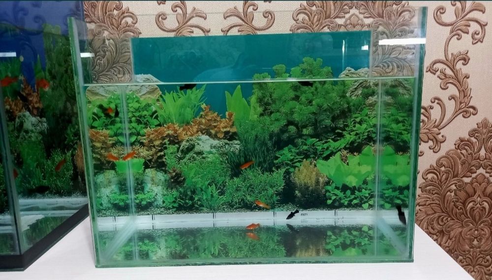 Аквариум балықтарымен