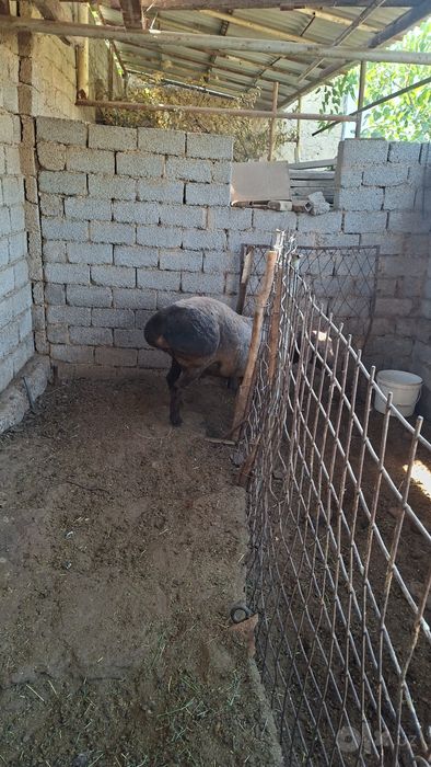 Qo'chqor sotiladi, 2 tishdan oshgan, quru yem yegan ,qirg'iz qo'yi.