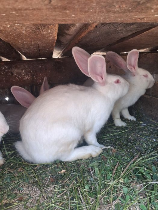 Vând iepuri femele și masculin de vârsta 5 luni