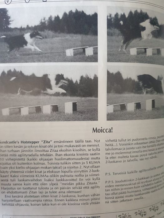 Колли ( Шотландская овчарка)