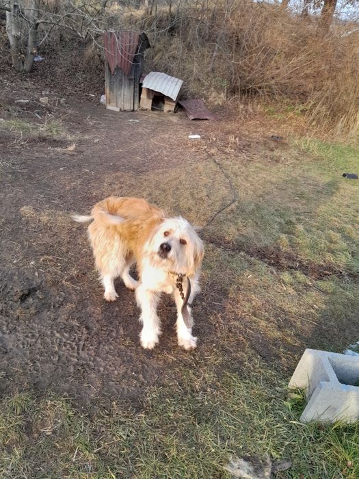 Donez cățiauă de talie medie