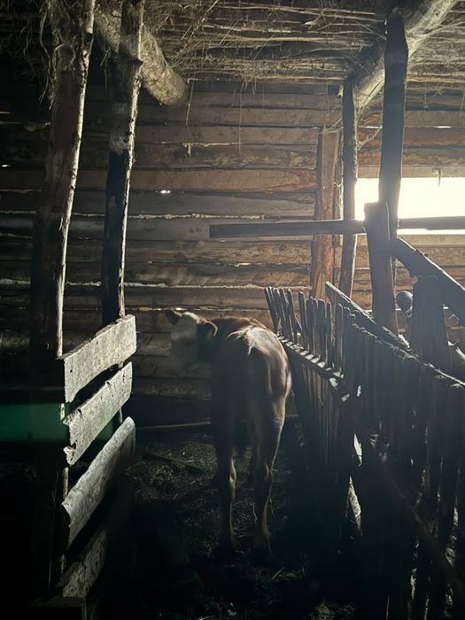 Продам телят. Подсосные