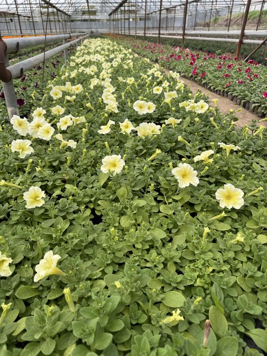 Цветы.                    .