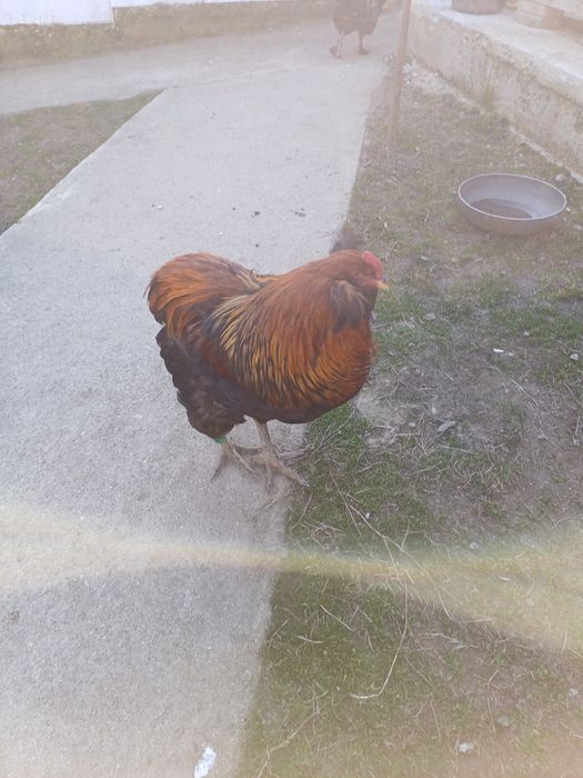 Ouă pentru incubat rasa Araucana gât auriu.