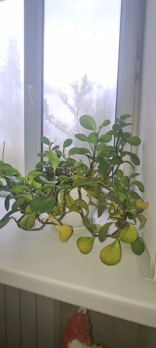 Комнатные растения