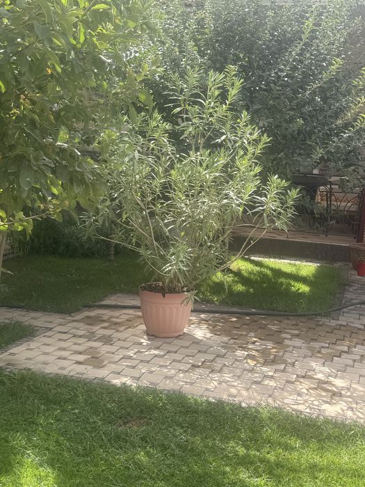 Sambit 5 ta kotta garshokda