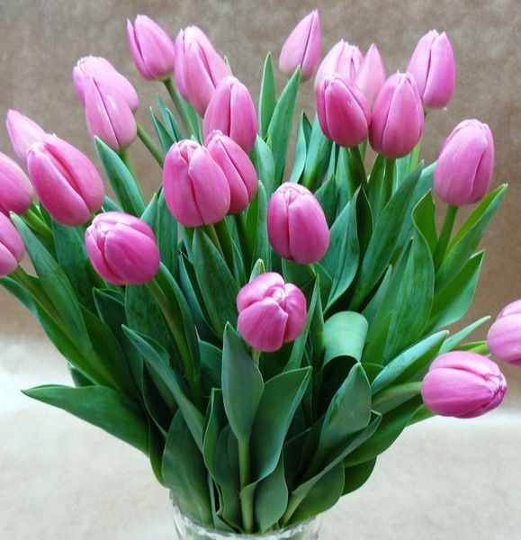 Продаю цветы не дорого