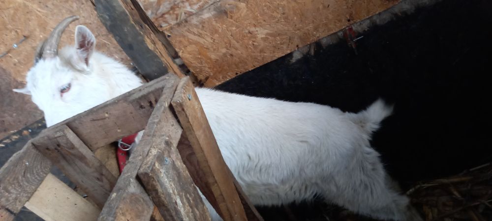 Iada sanen acuma în 14 face 1 an .