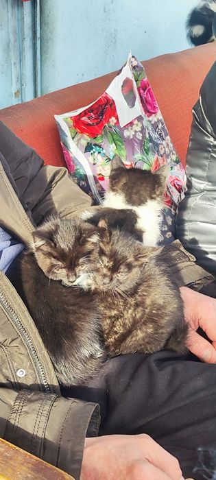 Отдам котят в добрые руки