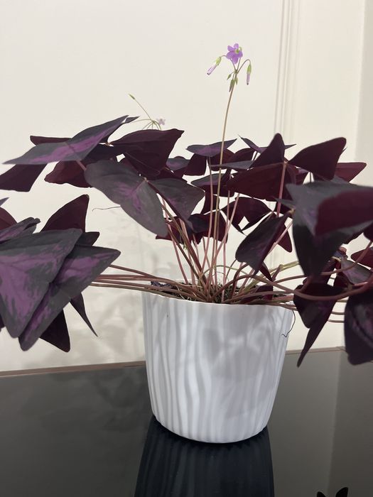 Продам комнатные цветы