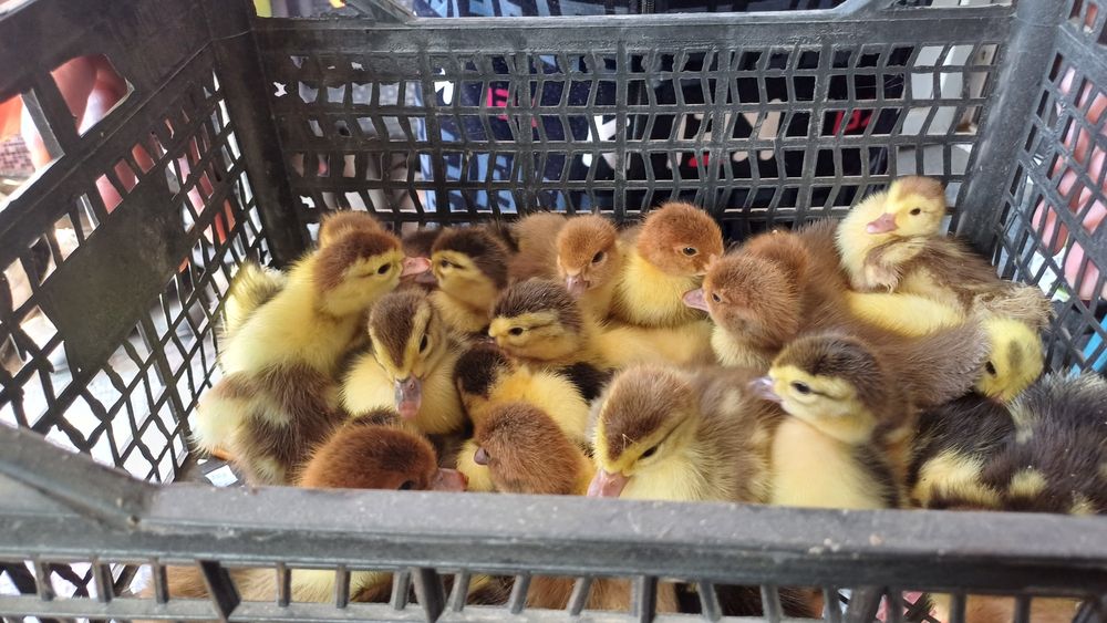 Индаутка балапаны