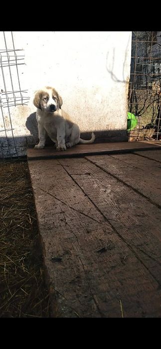 Mascul de 11 săptămâni