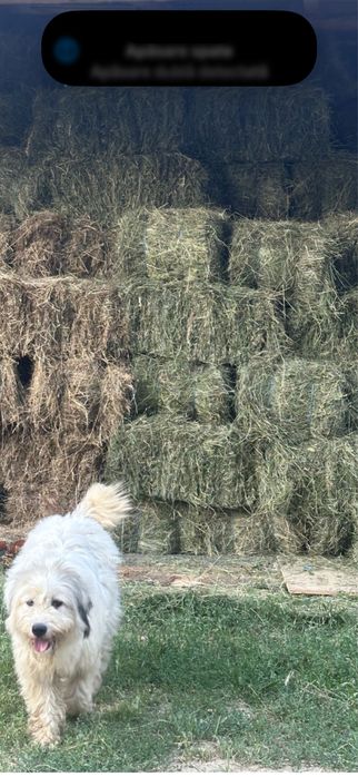 Baloti si fân calitate foarte bună