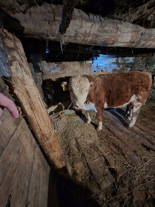 Бука сатамын. Бука сатылады