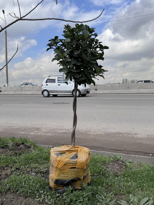 Декаратив Гуллар ва Мева Кучатлари