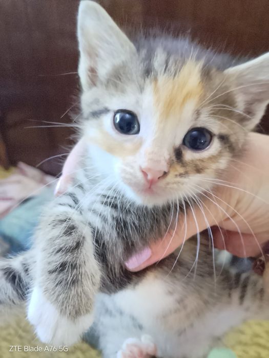 Подаряват се котета