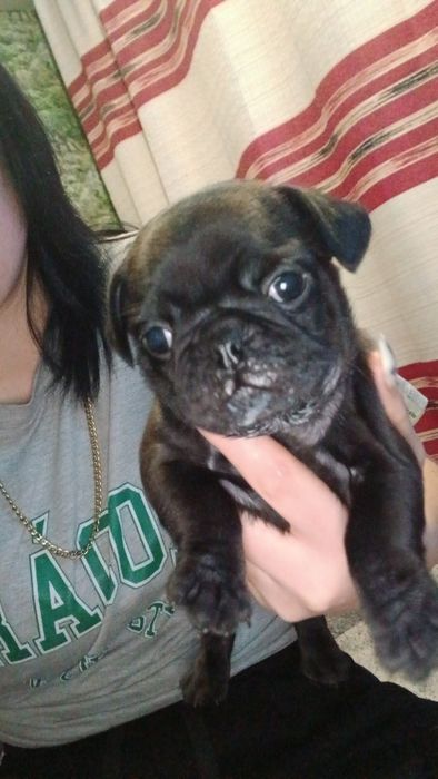 Продаются щенки мопса