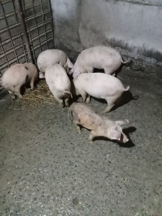 Vind baloți de calitate