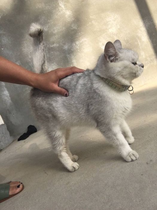 Mushuk sotiladi aqli soglom