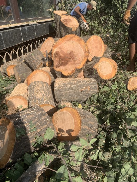 Дрова урюк . Самовывоз .