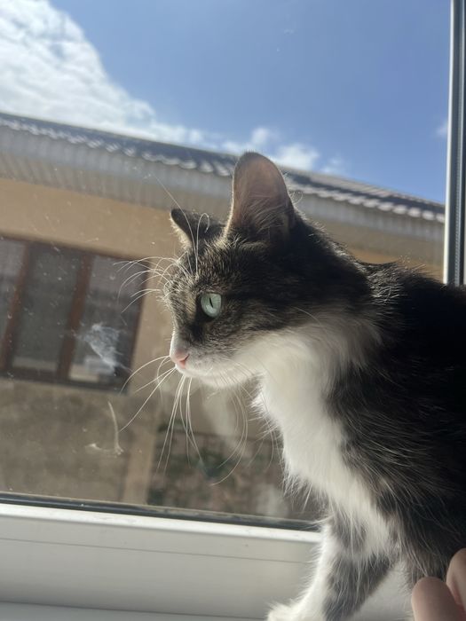 Кошка в добрые руки