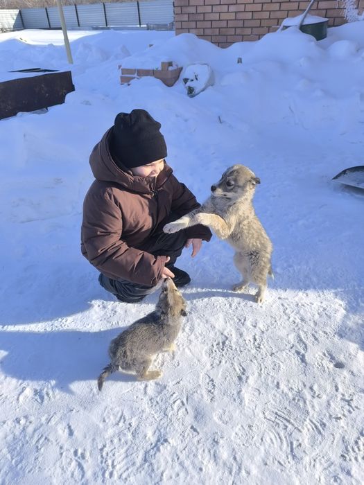 Отдам кабельков.