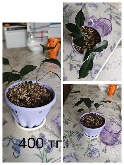 Фикусы, сансевьеры