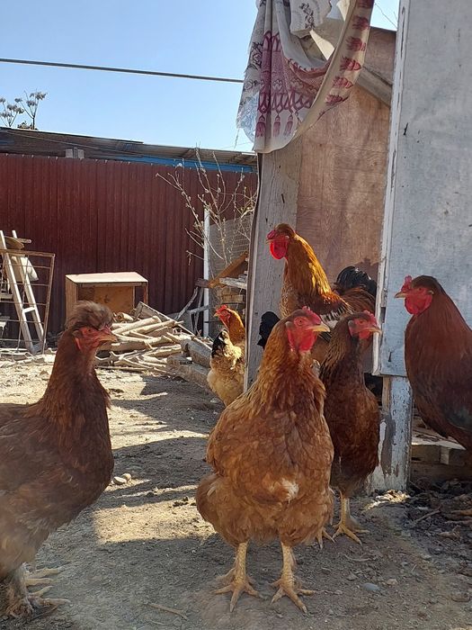 Продаётся курицы несушки