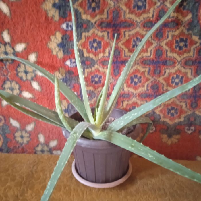 Алое Вера 3 года