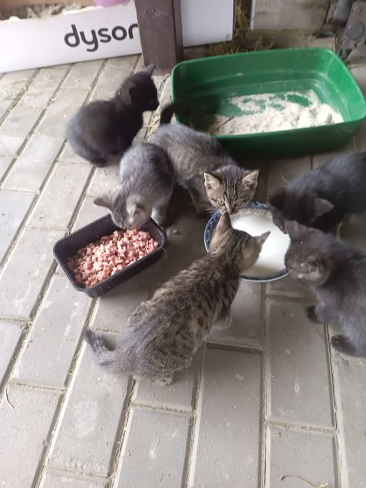 Отдадим котят в хорошие руки