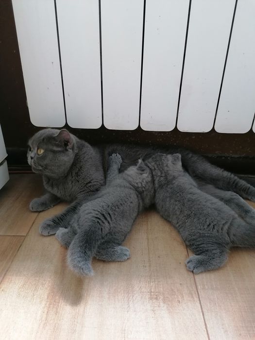 Британско късокосместо котенце