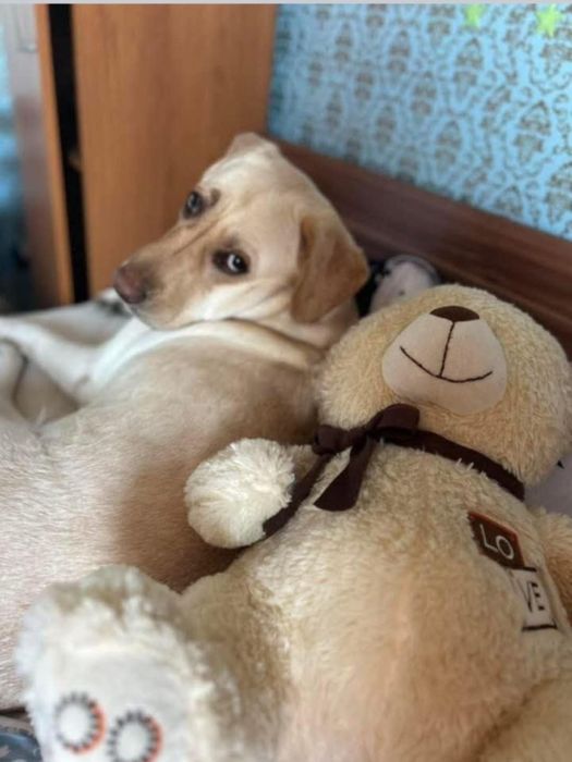 OFERTĂ! Labrador, fetita, la un pret modest.