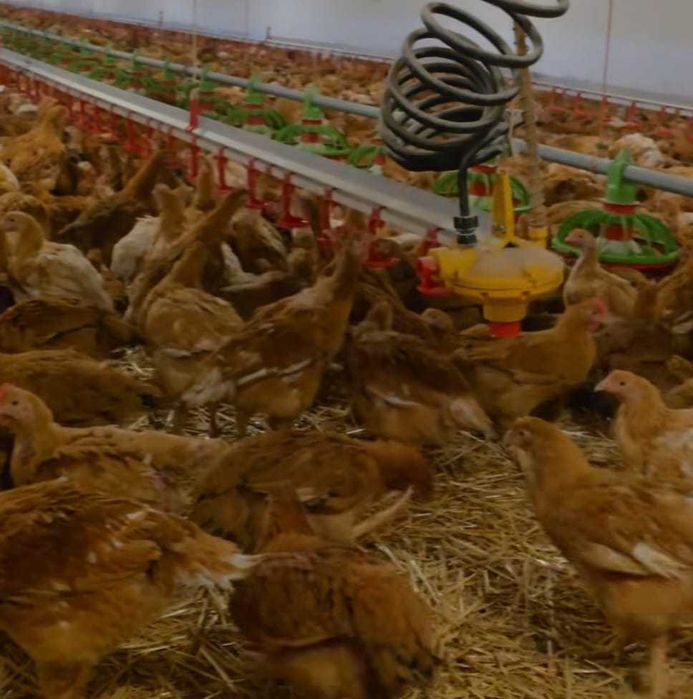 Ferma de pui vacareni