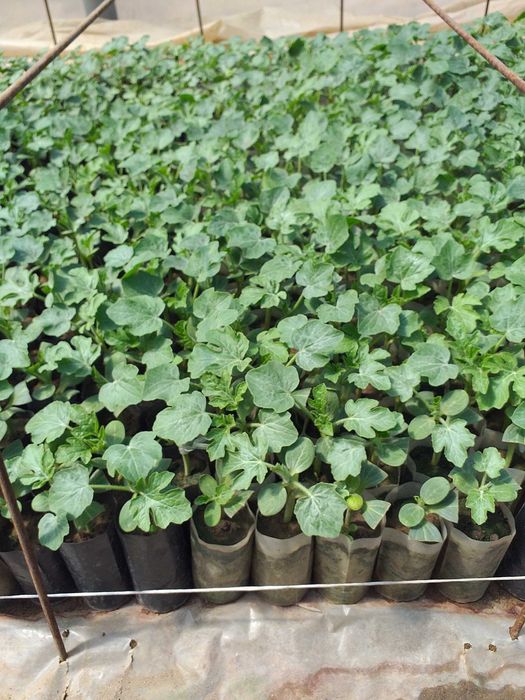 Разсад дини и пъпеши