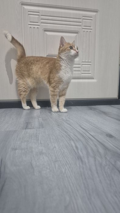 Кошечка в добрые руки