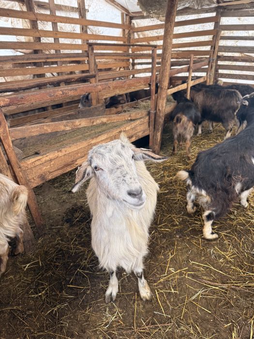 Capre Alpin Franceze (corcitura)