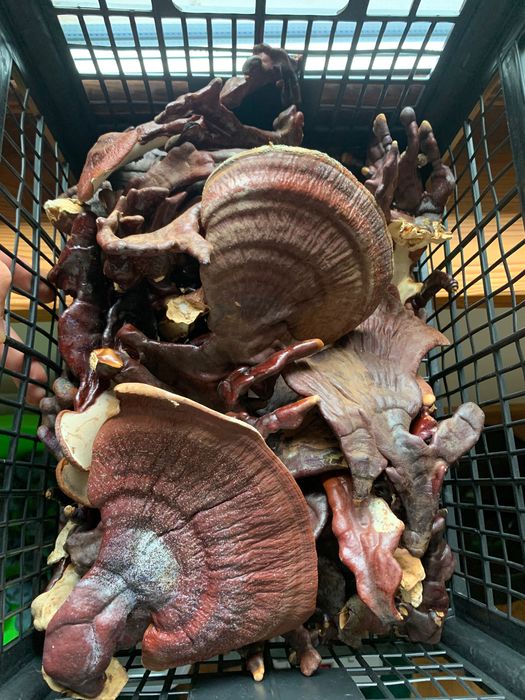 Ganoderma Lucidum (Reishi)  - ciuperca nemuririi